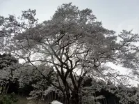 根尾谷淡墨桜の写真・動画_image_187575