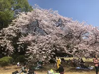 新宿御苑の写真・動画_image_187582