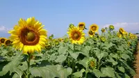 明野サンフラワーフェスティバル浅尾新田会場の写真・動画_image_187616