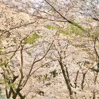 安倍文殊院の写真・動画_image_187685