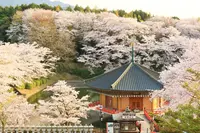 安倍文殊院の写真・動画_image_187686