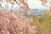 大神神社の写真・動画_image_187691