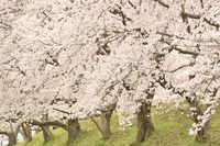 藤原宮跡の写真・動画_image_187696