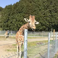 サファリランドの写真・動画_image_187750