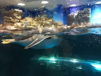 下関市立しものせき水族館・海響館の写真・動画_image_187753