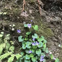 宿谷の滝の写真・動画_image_188107