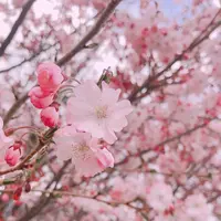 城山公園の写真・動画_image_188363