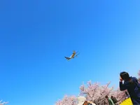 さくらの山公園の写真・動画_image_188671
