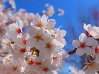 さくらの山公園の写真・動画_image_188672