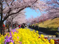 さくらの山公園の写真・動画_image_188674