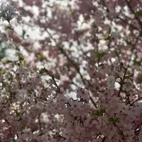 国営明石海峡公園の写真・動画_image_188840