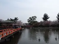 九華公園(桑名城趾)の写真・動画_image_189022