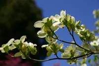 いつも花が咲いているの写真・動画_image_189090