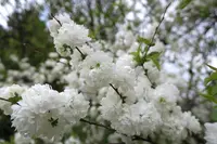 いつも花が咲いているの写真・動画_image_189107