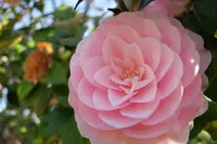 いつも花が咲いているの写真・動画_image_189108