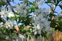 いつも花が咲いているの写真・動画_image_189109