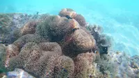 渡嘉志久ビーチの写真・動画_image_189111