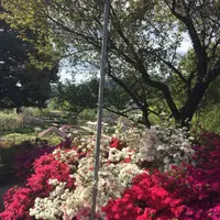 あしかがフラワーパークの写真・動画_image_189731