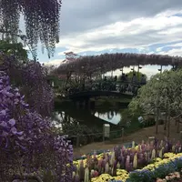 あしかがフラワーパークの写真・動画_image_189732
