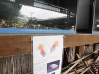 有限会社 やまと錦魚園の写真・動画_image_190223