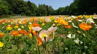 国営武蔵丘陵森林公園の写真・動画_image_190312
