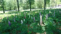 国営武蔵丘陵森林公園の写真・動画_image_190314