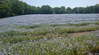国営武蔵丘陵森林公園の写真・動画_image_190315