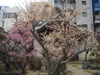 大阪天満宮（天満の天神さん）の写真・動画_image_190930