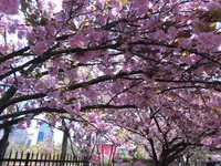 造幣局 桜の通り抜けの写真・動画_image_190951