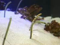 竹島水族館の写真・動画_image_191196