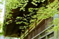 槙尾山施福寺の写真・動画_image_191342