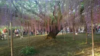 あしかがフラワーパークの写真・動画_image_191383