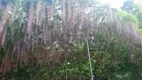 あしかがフラワーパークの写真・動画_image_191384