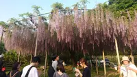 あしかがフラワーパークの写真・動画_image_191385