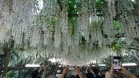 あしかがフラワーパークの写真・動画_image_191391