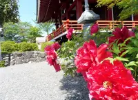 櫟野寺（いちいの観音様）の写真・動画_image_191490