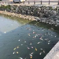 萩城の写真・動画_image_191516