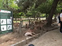 奈良公園の写真・動画_image_191550