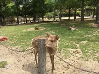 奈良公園の写真・動画_image_191552