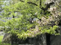 石割桜の写真・動画_image_191773