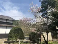 角館のシダレザクラの写真・動画_image_191777