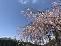 角館のシダレザクラの写真・動画_image_191778