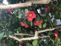 角館のシダレザクラの写真・動画_image_191780