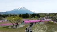 富士芝桜まつりの写真・動画_image_191982