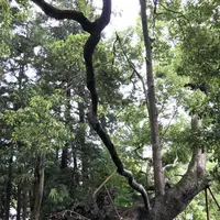 草薙神社の写真・動画_image_192256