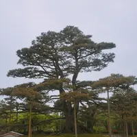 兼六園の写真・動画_image_192266