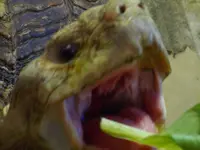 越前松島水族館の写真・動画_image_19227