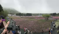 富士芝桜まつりの写真・動画_image_192341
