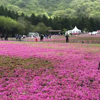 富士芝桜まつりの写真・動画_image_192342