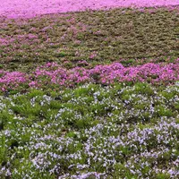 富士芝桜まつりの写真・動画_image_192343
